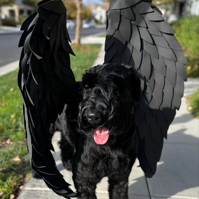 Black Angel Wings Costume for Dogs – Fantasy Pet Outfit, Cute Animal Costume for Photoshoots & Parties
