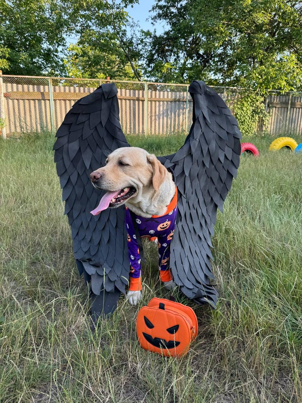 May include: A yellow Labrador Retriever dog wearing a purple and black Halloween costume with black wings and a pumpkin-shaped bag. The dog is standing in a grassy area.