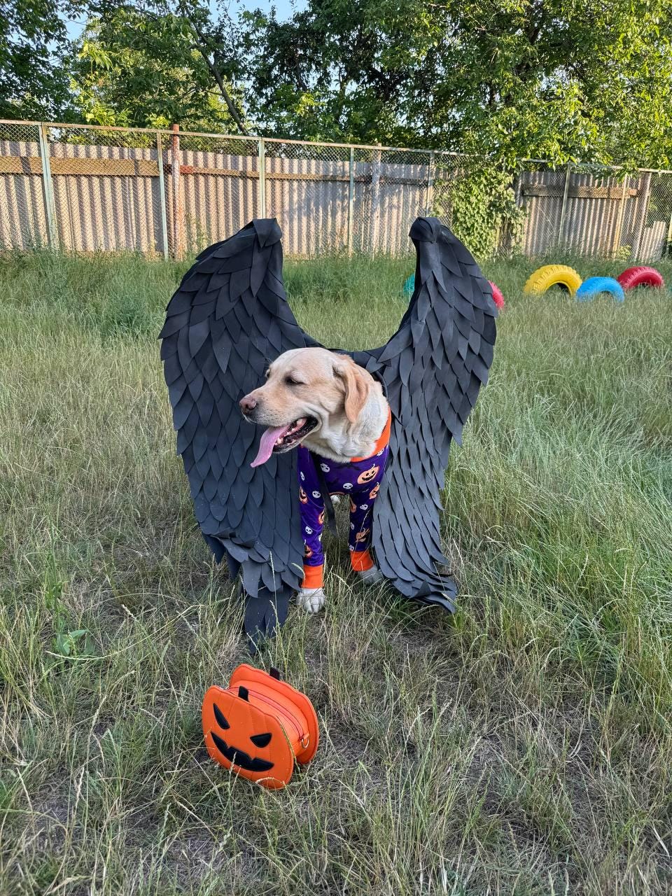 May include: A yellow Labrador Retriever dog wearing a purple and white Halloween costume with black wings and a pumpkin-shaped bag.