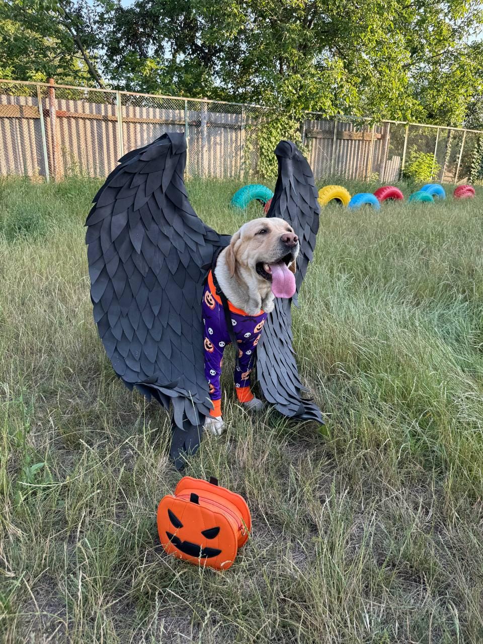 May include: A yellow Labrador dog wearing a Halloween costume with large black wings and purple pajamas. An orange pumpkin-shaped bag sits on the grass in front of the dog. The dog is in a grassy area with a fence and colorful tires in the background.