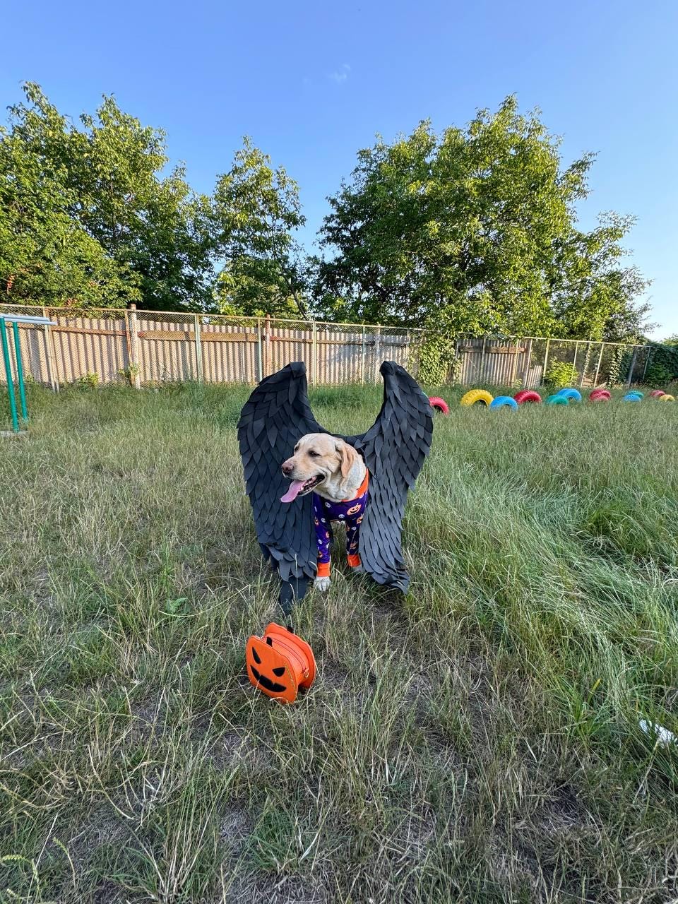 May include: A yellow Labrador Retriever wearing a purple and orange patterned onesie and black feathered wings stands in a grassy area. An orange pumpkin-shaped bag sits on the ground in front of the dog.