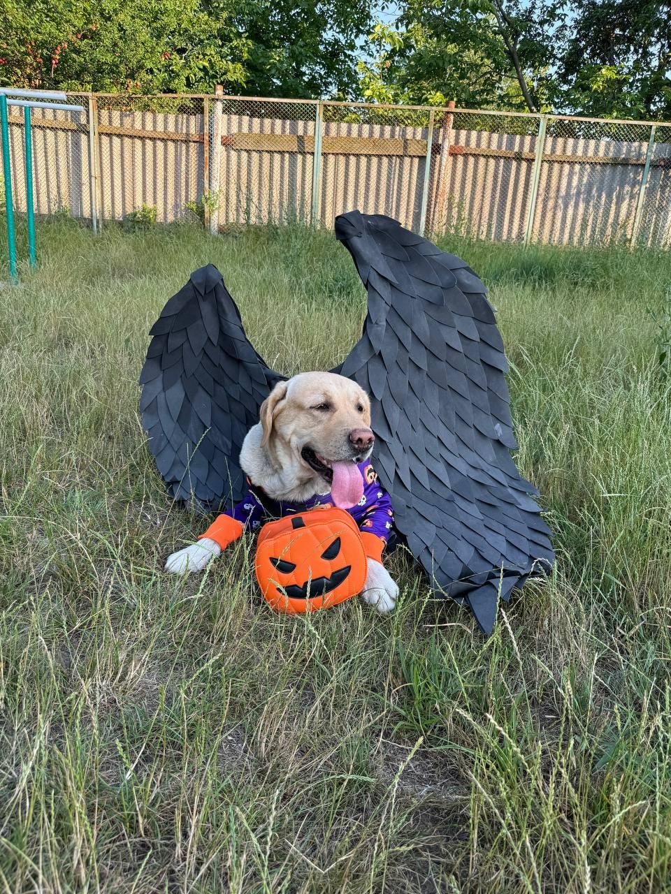 May include: A yellow Labrador Retriever dog wearing a purple and black Halloween costume with black wings and holding an orange pumpkin. The dog is sitting in a grassy area.