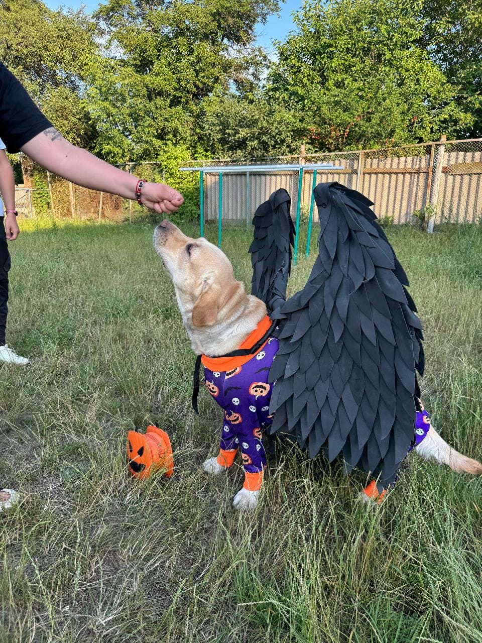 May include: A yellow Labrador Retriever dog wearing a purple and black Halloween costume with black wings and a pumpkin design. The dog is looking up at a person holding a treat.