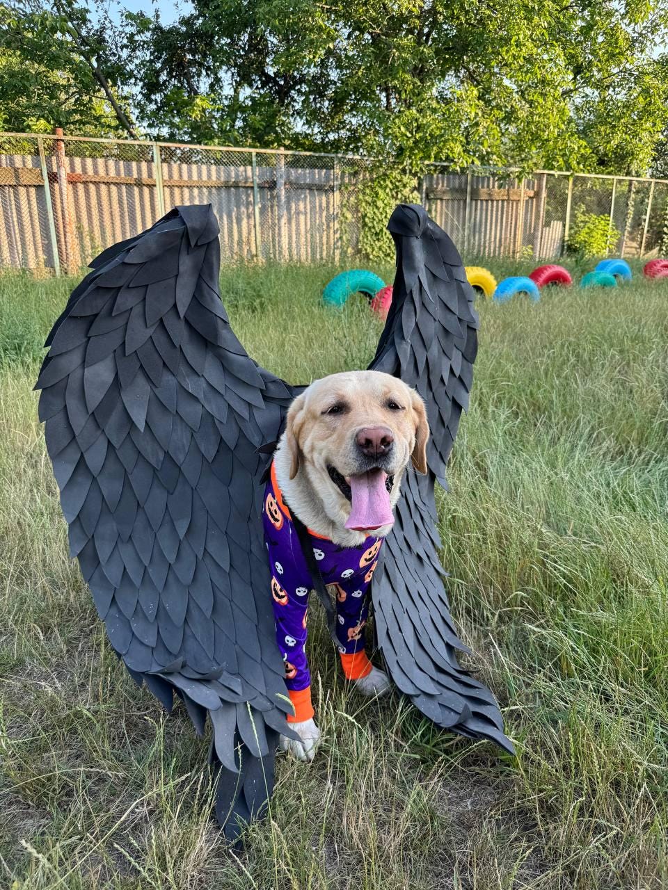 May include: A yellow Labrador Retriever wearing a purple and orange Halloween costume with black angel wings. The dog is standing in a grassy area with a fence and colorful tires in the background.