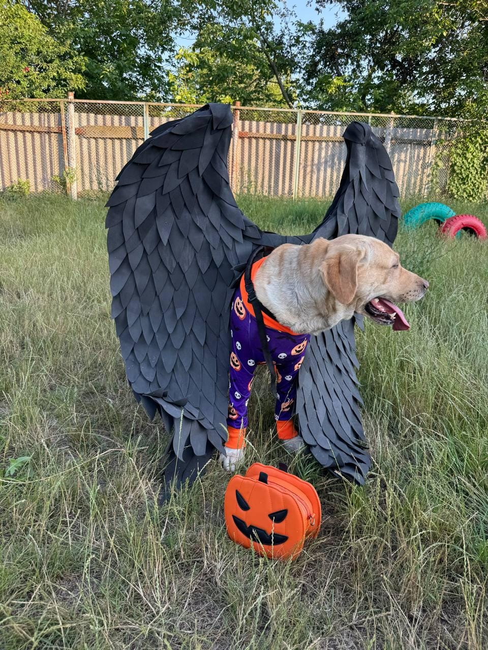 May include: A tan Labrador Retriever wearing a Halloween costume with black feathered wings and purple and orange pajamas. An orange pumpkin-shaped bag sits on the grass in front of the dog.