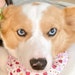 dog costume angel dog pet costumes cosplay  angel wings outfits fantasy pet costume